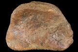Fossil Hadrosaur Phalange - Alberta (Disposition #-) #134515-2
